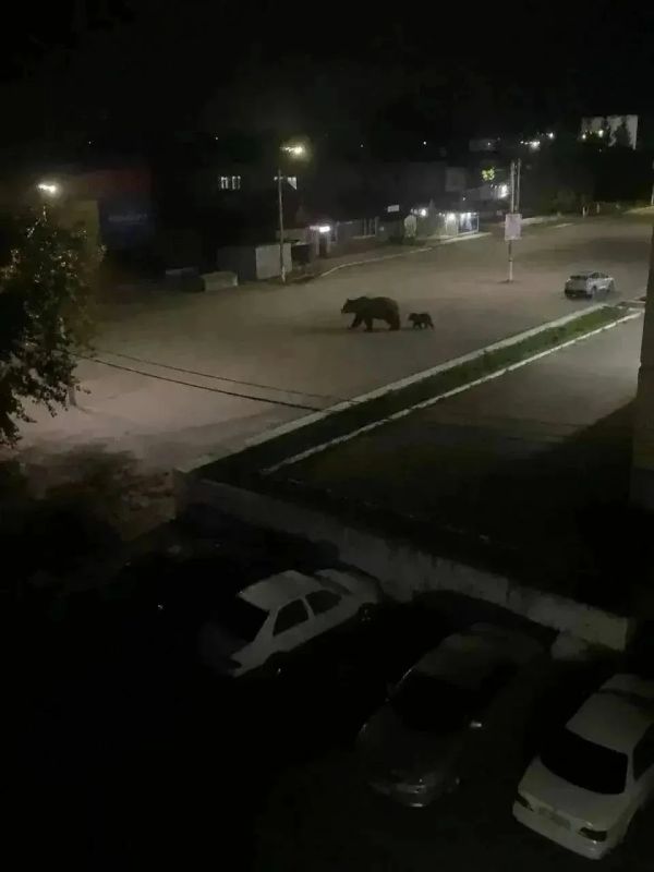 Медведей заметили в Заринске