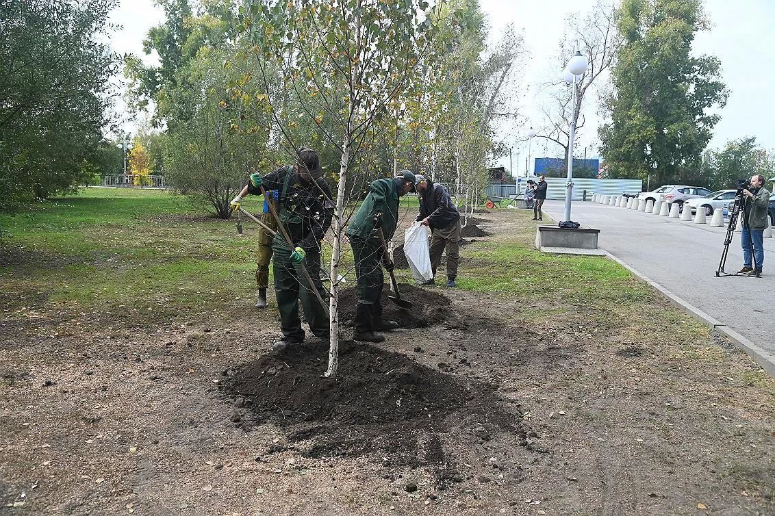 В Нагорном парке Барнаула высадили новые деревья В Нагорном парке Барнаула высадили новые деревья