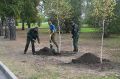В Нагорном парке Барнаула высадили новые деревья