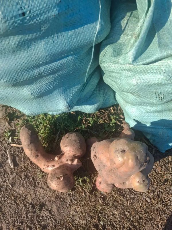 Барнаульцы показали свой причудливый урожай Барнаульцы показали свой причудливый урожай