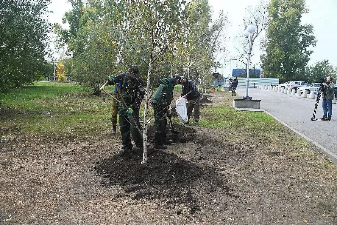 В Нагорном парке Барнаула высадили новые деревья В Нагорном парке Барнаула высадили новые деревья