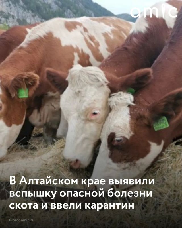 районе Алтайского края ввели карантин из-за выявленного очага лептоспироза у крупного рогатого скота