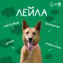 Дорогие подписчики!. Знакомьтесь — ЛЕЙЛА! Рыжая искра позитива и настоящий друг, который ждёт своего человека