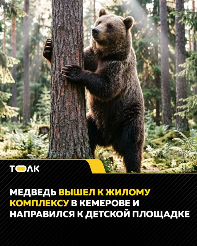 Медведь вышел к жилому комплексу в Кемерове и направился к детской площадке