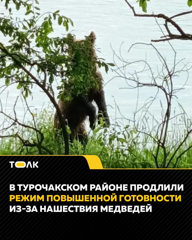 В Турочакском районе продлили режим повышенной готовности из-за нашествия медведей