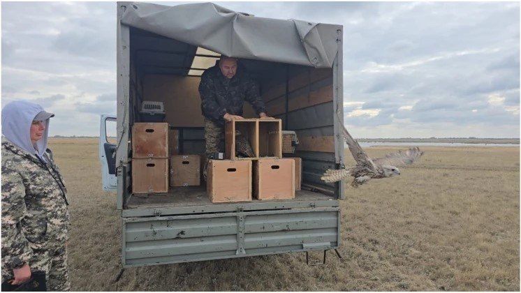 20 краснокнижных соколов-балобанов выпустили на волю в Алтайском крае