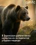 Карантин ввели из-за паразитов у медведя в Заринском районе