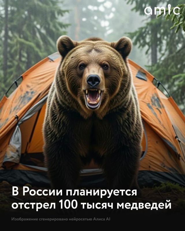 На фоне участившихся нападений хищников на людей российские регионы разрабатывают новые механизмы контроля популяции бурого медведя