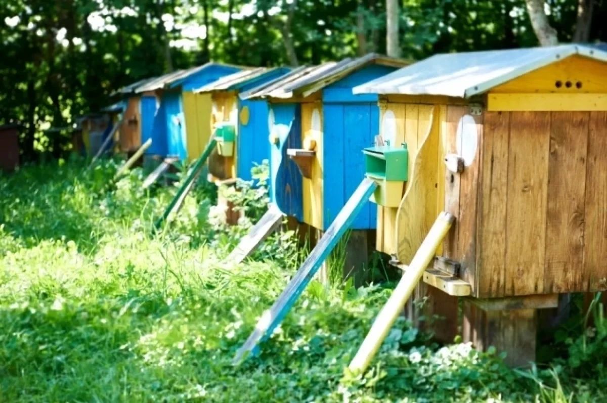 В Алтайском крае по решению суда наказали фермера, который обработал поля пестицидами и погубил пчел