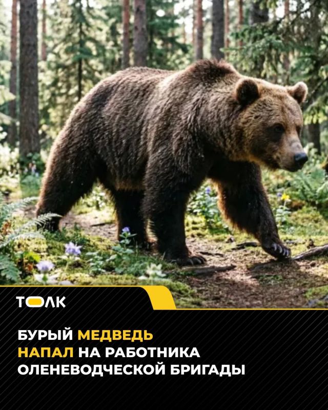 Бурый медведь прокусил бедро оленеводу на Чукотке