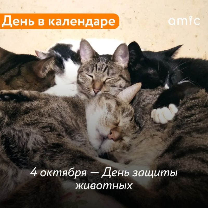 Сегодня отмечается День защит животных