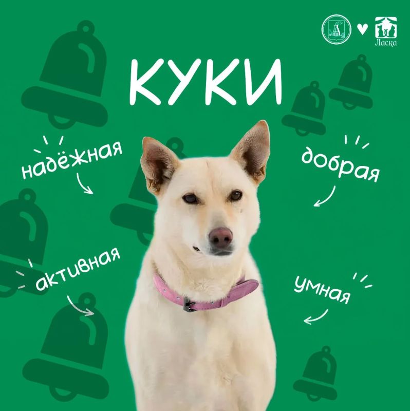 Дорогие подписчики!. Знакомьтесь — КУКИ! Ей два года , она молодая, активная и очень ориентированная на человека собака