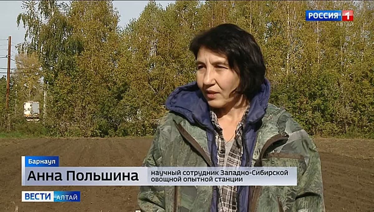 На Западно-Сибирской овощной опытной станции начали высаживать алтайские сорта озимого чеснока