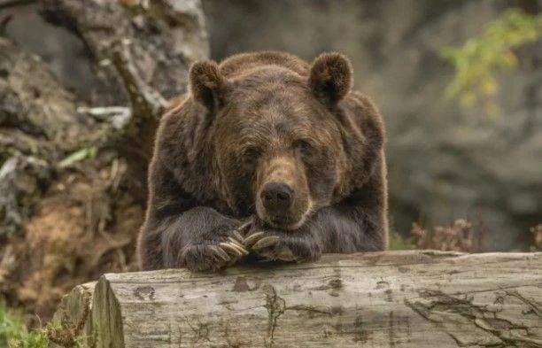 Второй случай трихинеллёза среди бурых медведей зафиксирован в Алтайском крае
