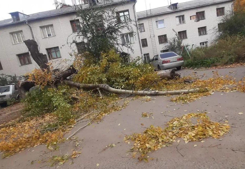 Ветер повредил линии электропередачи и повалил деревья в Барнауле Ветер повредил линии электропередачи и повалил деревья в Барнауле