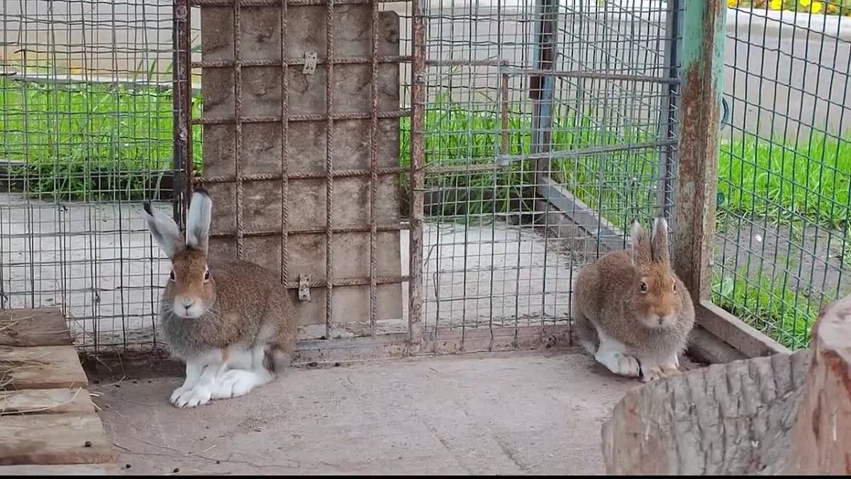В барнаульском зоопарке с наступлением холодов начали перевозить постояльцев в тёплые помещения