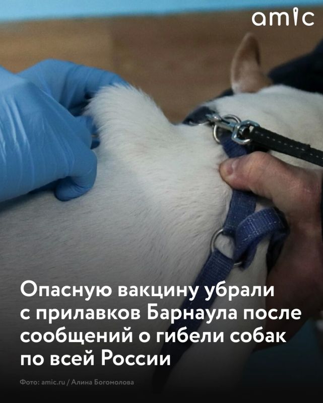 Скандал вокруг вакцины "Мультикан-8", после применения которой сообщалось о гибели сотен собак, получил уголовное продолжение