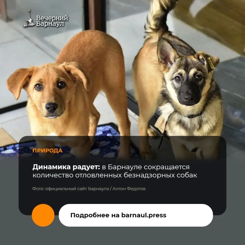 Барнаульский приют «Ласка» в 2026 году получил грантовую поддержку — 8,3 миллиона рублей — на бесплатную стерилизацию 664 домашних собак и чипирование 1160 питомцев