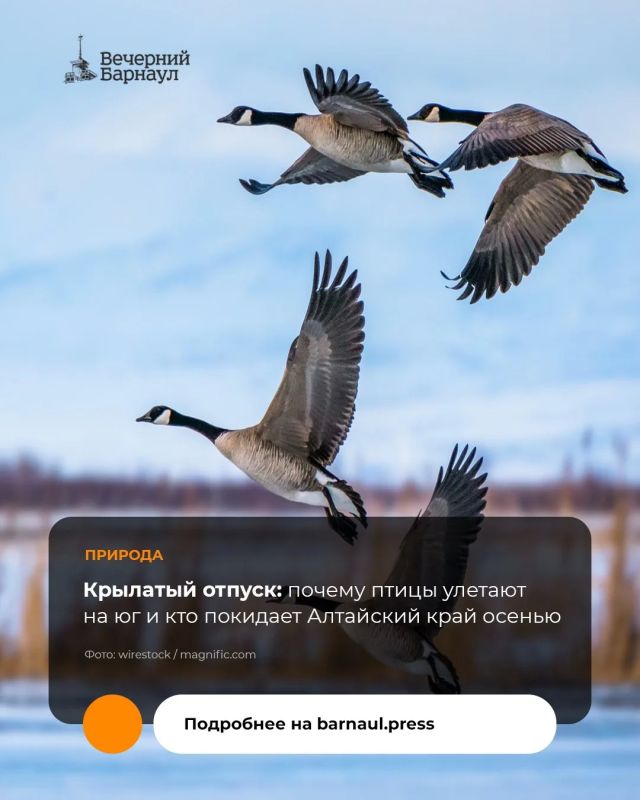 Осенью небо становится оживлённее: над городами и полями тянутся стаи, слышны крики журавлей, а привычные летние птицы вдруг исчезают из дворов и парков