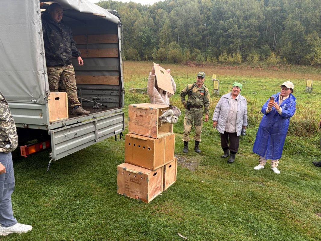 46 редких соколов-балобанов выпущены в природу в Алтайском крае по разрешению Росприроднадзора 46 редких соколов-балобанов выпущены в природу в Алтайском крае по разрешению Росприроднадзора