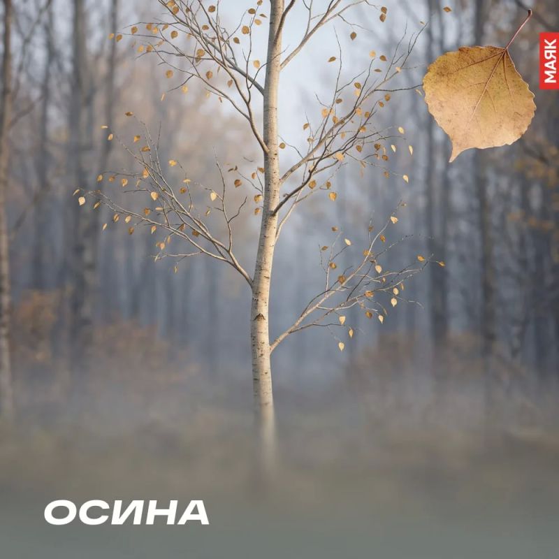 Есть в осени особенная тишина Есть в осени особенная тишина