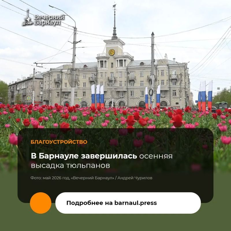 В Барнауле завершили осеннюю высадку тюльпанов — за неделю работы были выполнены на двух ключевых локациях города
