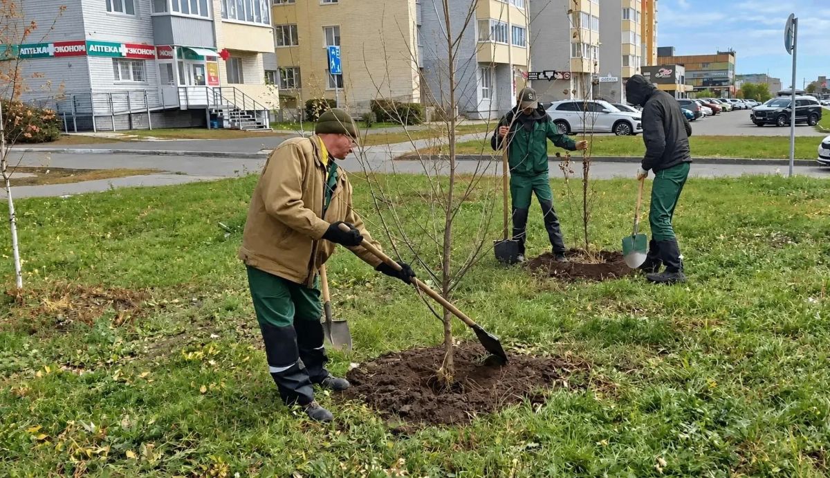 В Барнауле продолжается сезонное озеленение улиц и городских территорий