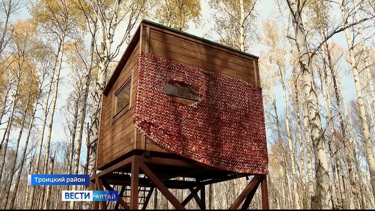 Из-за участившихся выходов медведей к людям, краевой экосовет и Минприроды региона предлагают внести изменения в законодательство