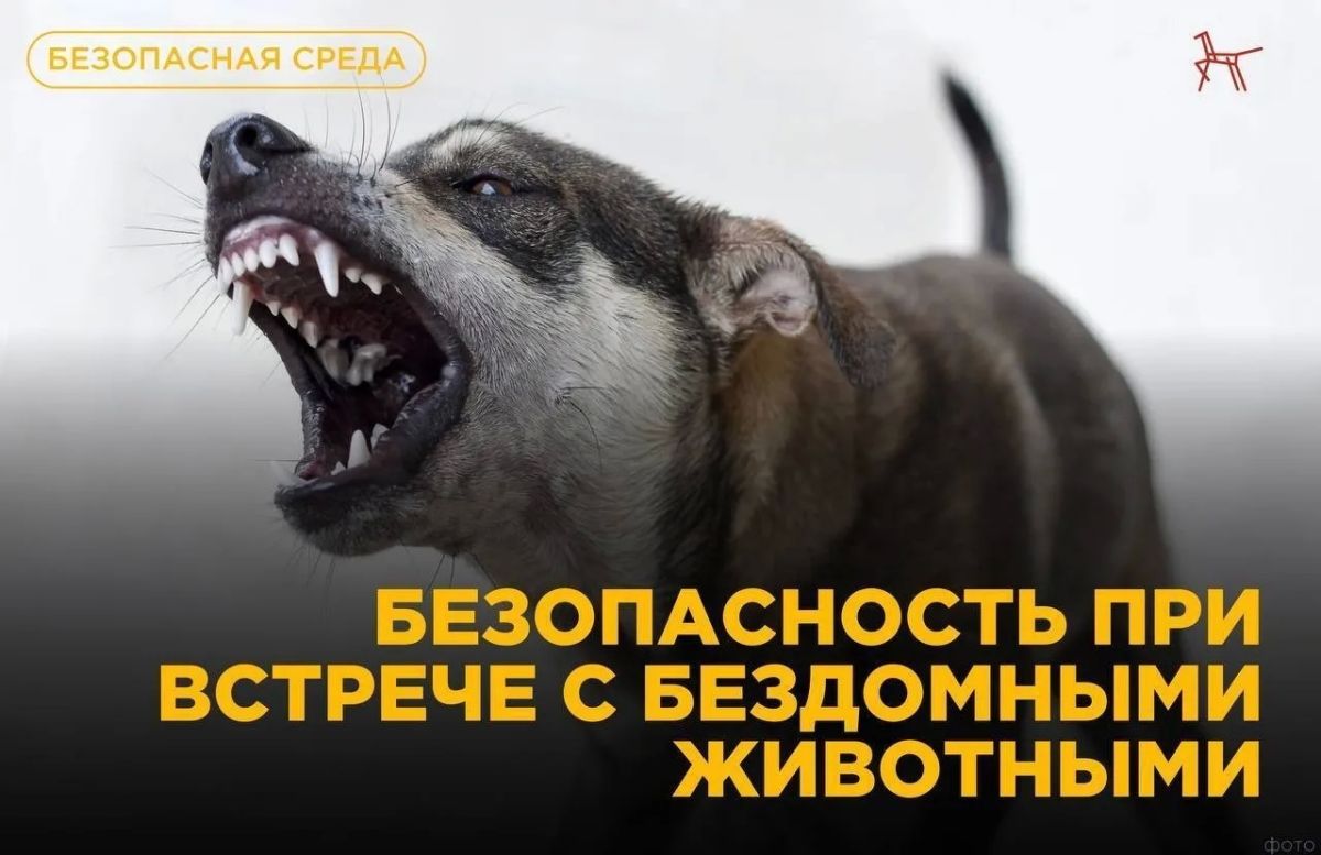 Внимание, родители! Правила безопасности при встрече с бездомными собаками