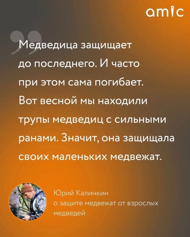 Он изучает медведей больше 20 лет Он изучает медведей больше 20 лет