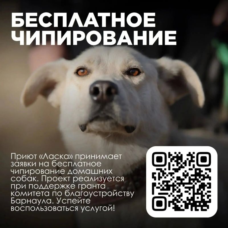Приют «Ласка» организовывает выездное чипирование домашних животных в пригороде Барнаула