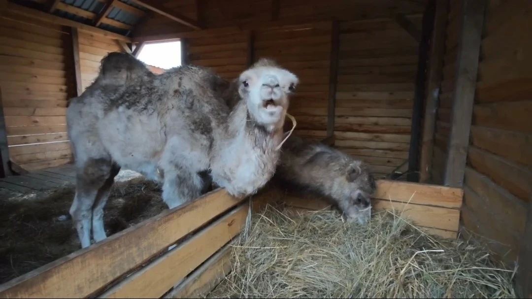 В барнаульский зоопарк привезли двух четырехмесячных верблюжат из Бийского района — самца Монгола и самку Сабину В барнаульский зоопарк привезли двух четырехмесячных верблюжат из Бийского района — самца Монгола и самку Сабину