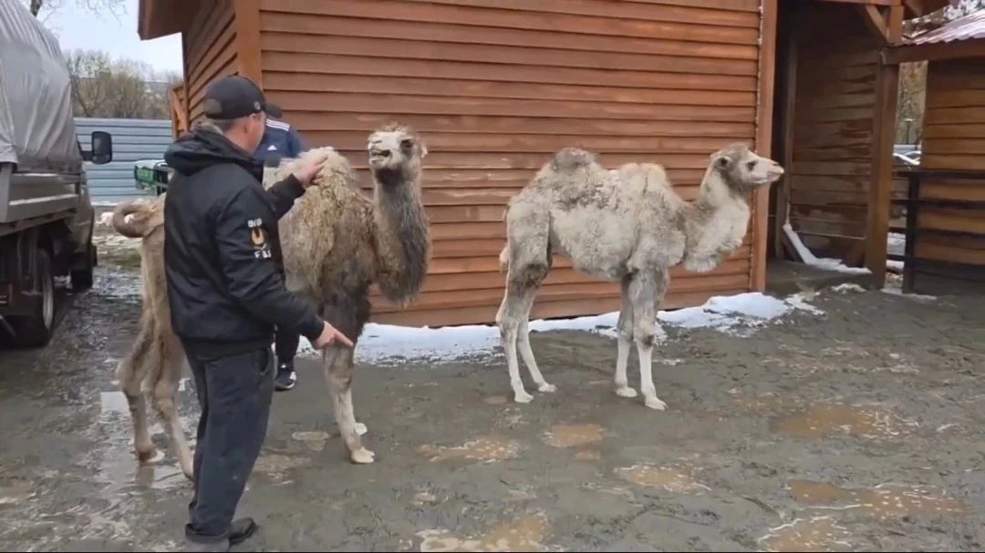 В барнаульский зоопарк привезли двух четырехмесячных верблюжат из Бийского района — самца Монгола и самку Сабину В барнаульский зоопарк привезли двух четырехмесячных верблюжат из Бийского района — самца Монгола и самку Сабину