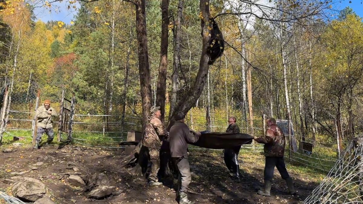 Медвежат-сирот, которых выходили в Алтайском заповеднике, выпустили в дикую природу Медвежат-сирот, которых выходили в Алтайском заповеднике, выпустили в дикую природу