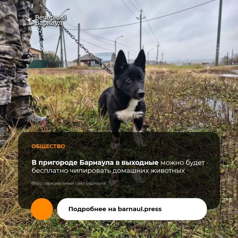 24 и 25 октября по нескольким адресам в пригороде Барнаула приют «Ласка» проведёт выездные мероприятия по чипированию домашних животных