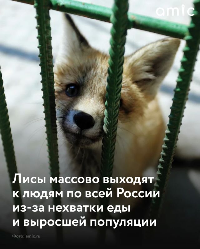 В России наблюдается всплеск активности лис, которые выходят к людям