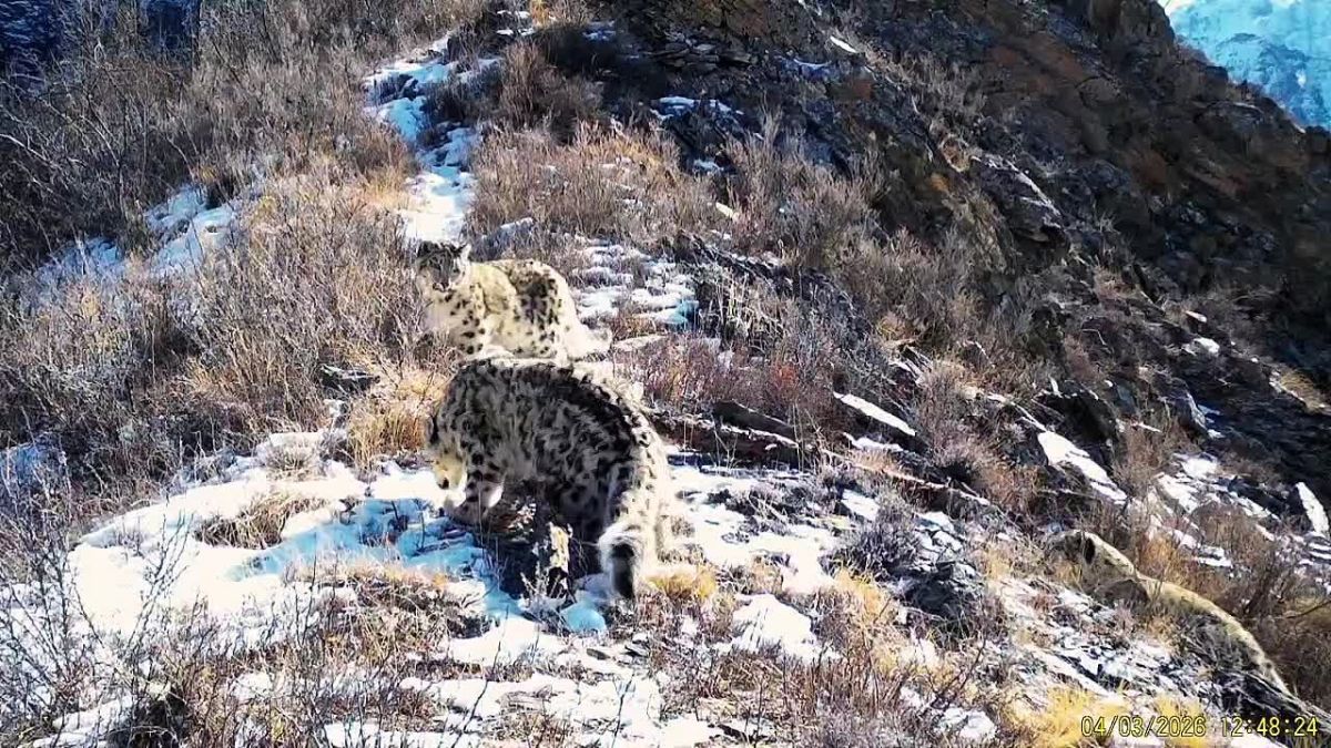 23 октября – международный день снежного барса