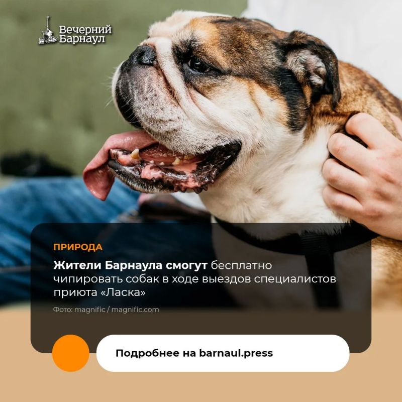 В выходные, 24 и 25 октября 2026 года, специалисты приюта «Ласка» организуют выездное чипирование домашних животных