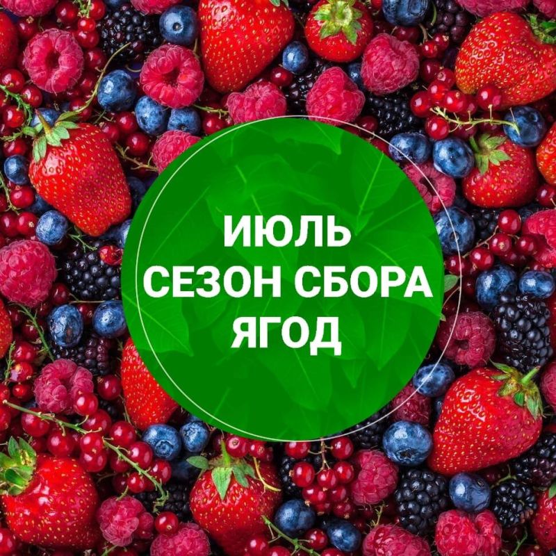 Ягодный сезон в разгаре: что собирать в июле?