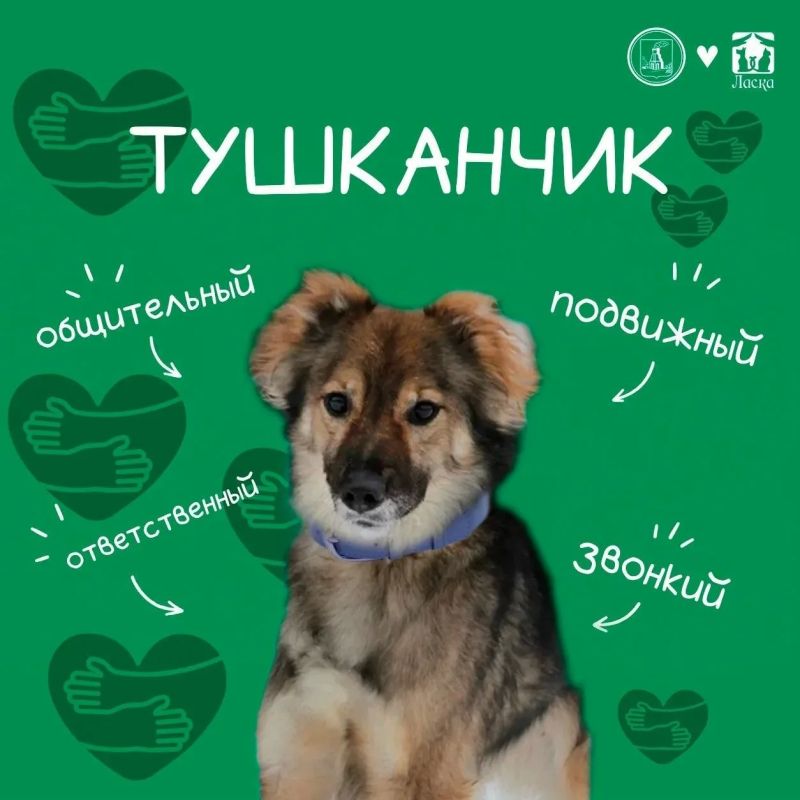 Дорогие подписчики!. Знакомьтесь - ТУШКАНЧИК Тушканчик — энергичный, общительный мальчик 2019 года рождения