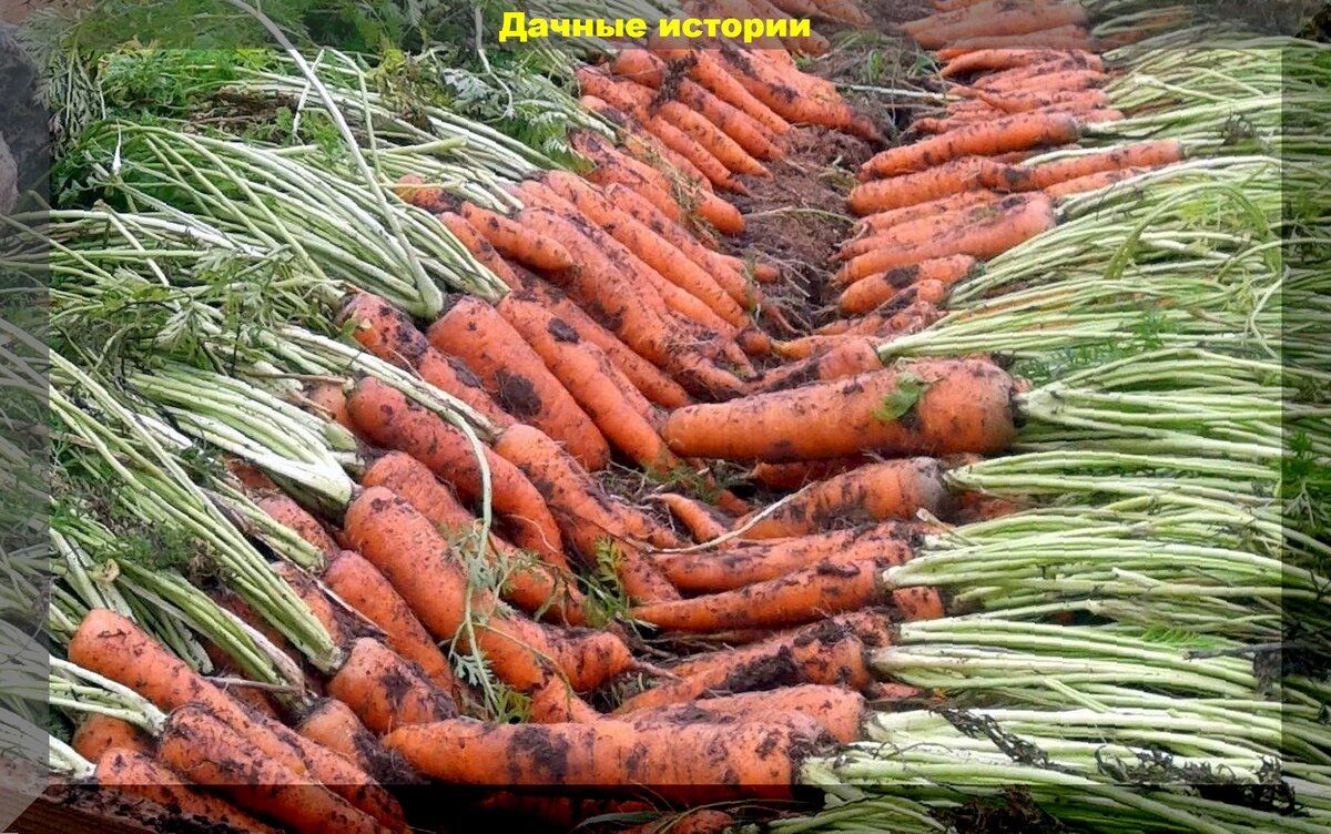 Как сохранить капусту и корнеплоды до весны