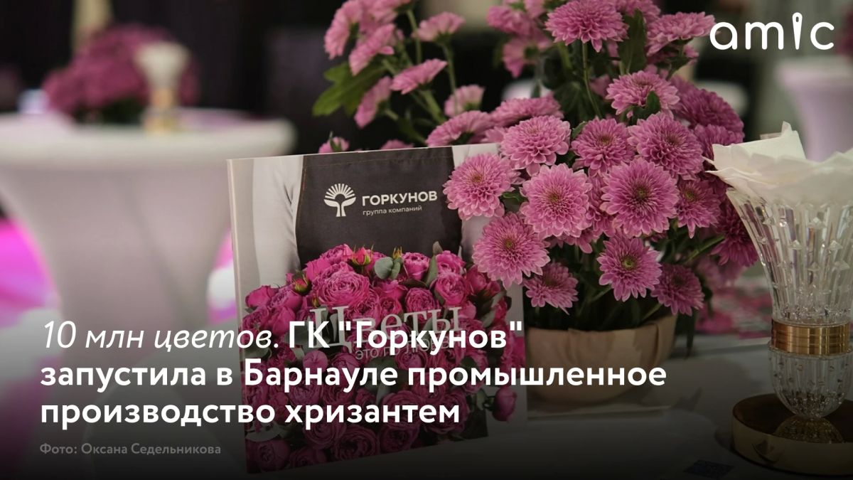 В Барнауле появилось новое для региона сельскохозяйственное направление — промышленное производство хризантем на срез