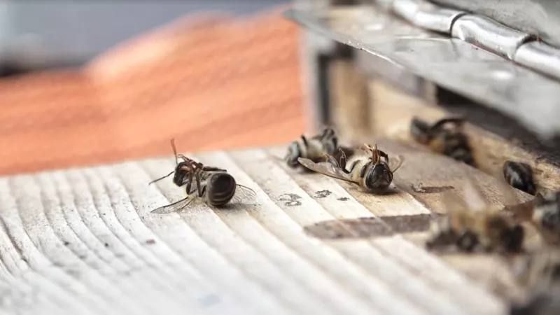 Алтайские пасечники требуют с фермера из Солтонского района 24 млн рублей за гибель своих пчел