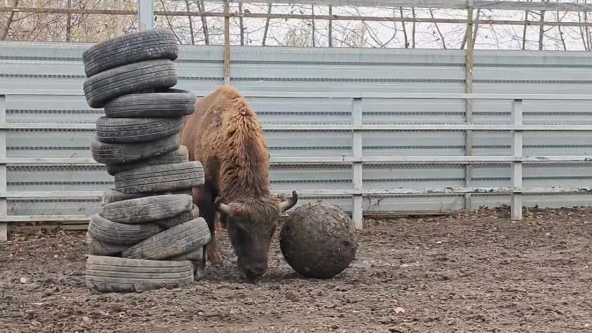 В барнаульском зоопарке зубр Мурашик показал, как умеет играть в футбол