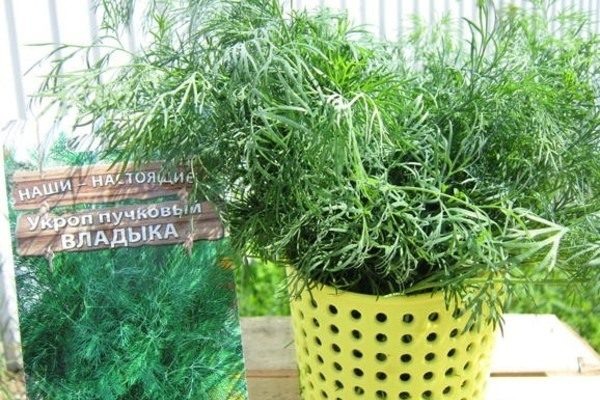 Укроп Владыка: секреты успешной посадки и ухода за популярным сортом