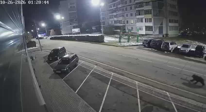 Режим повышенной готовности ввели в Белокурихе после того, как медведь вышел на улицы города