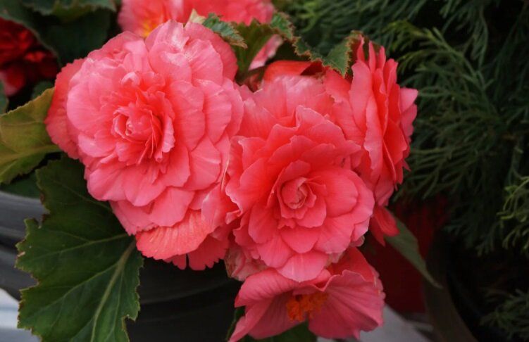 Как правильно пробудить и посадить клубни бегоний весной: пошаговое руководство