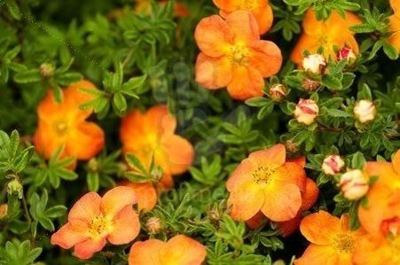 Курильский чай: как заготовить и использовать для здоровья и красоты