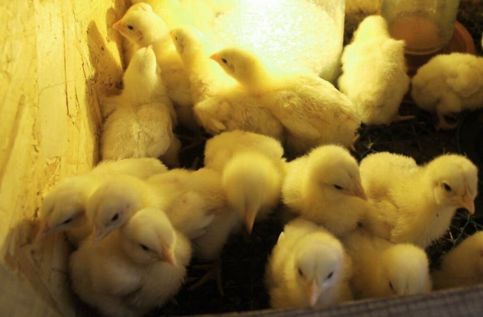 Как выбрать здоровых цыплят: узнайте главные 10 признаков