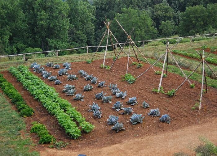 Полынь: зелёный друг вашего сада и огорода